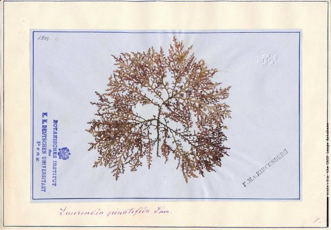 Osmundea pinnatifida_Kirschberg.jpg